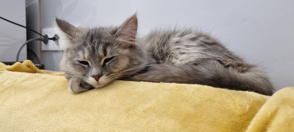 Отдам кошечку в добрые руки