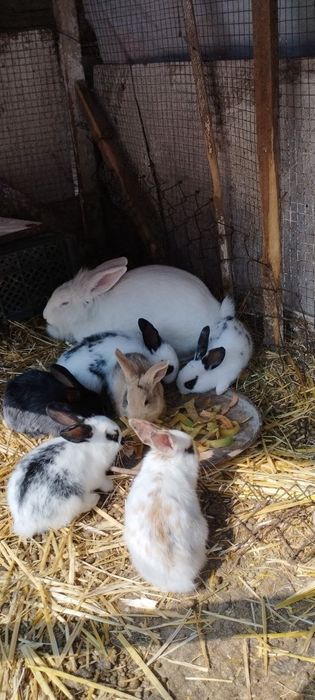 Кроликки и его детишки.
