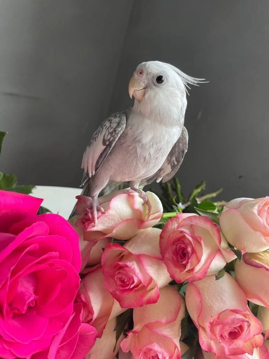 Корелла ручной редкого окраса