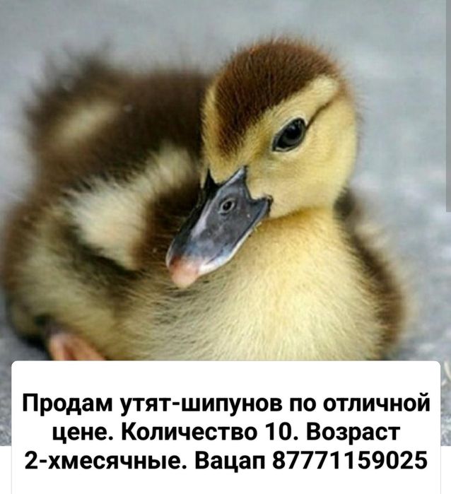 Продам Утят Шипунов