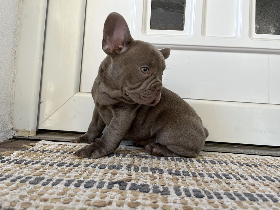 Bulldog francez mascul isabella