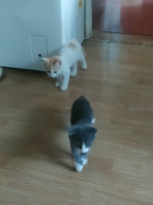 Отдам котенка в хорошие руки