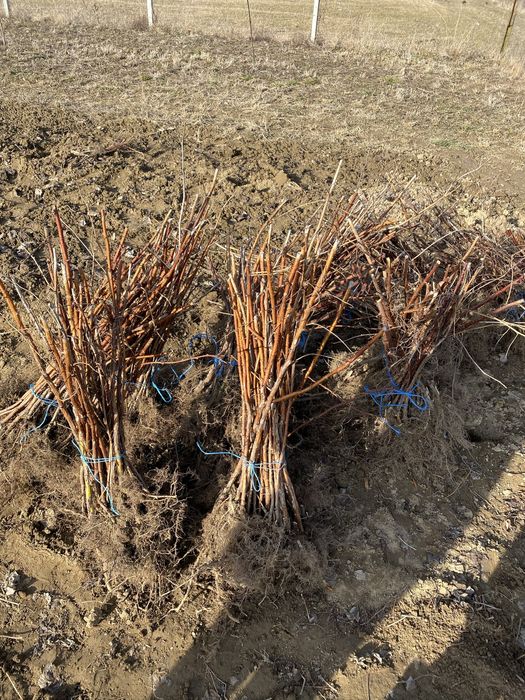 Drajoni zmeura polka