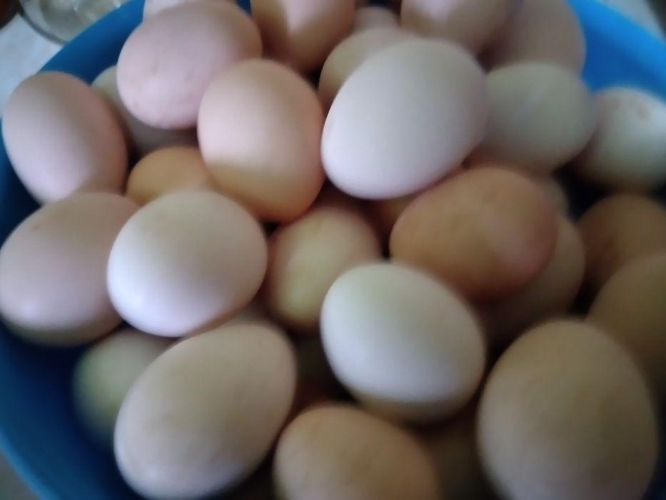 Инкубационные яйца Адлер серебристый