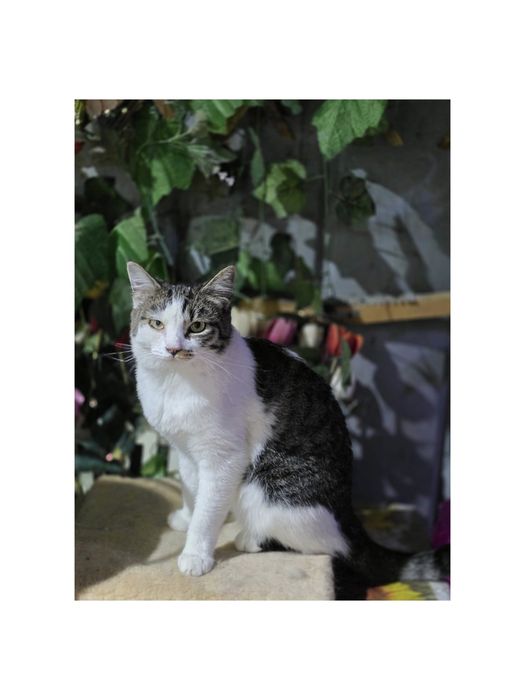 Кошечка котят не будет