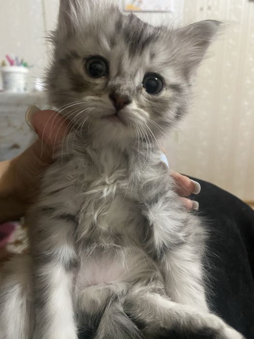 Продаются котята