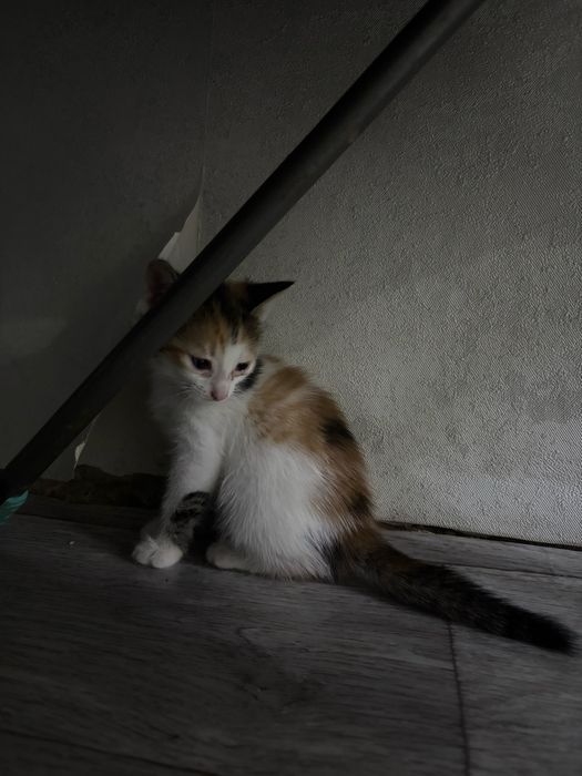 Котята отдам в добрые руки