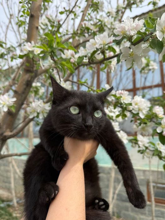 Отдам стерилизованную кошку
