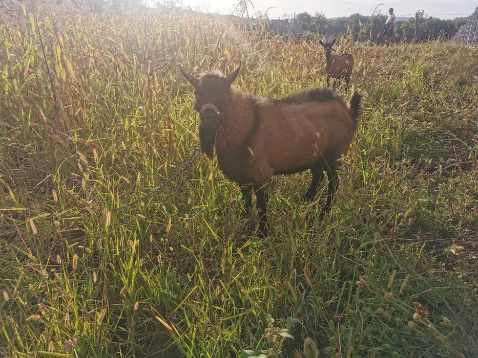 Animale api e franc3ze