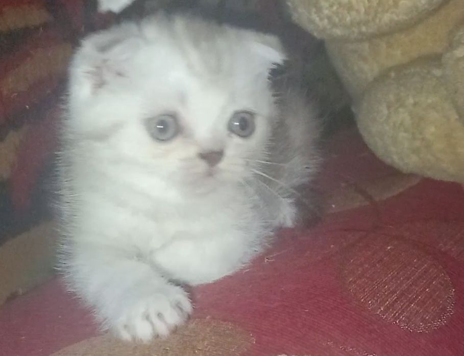 Котятки вислоушки