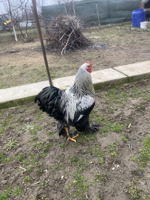 Vând cocoș Brahma Herminat Închis