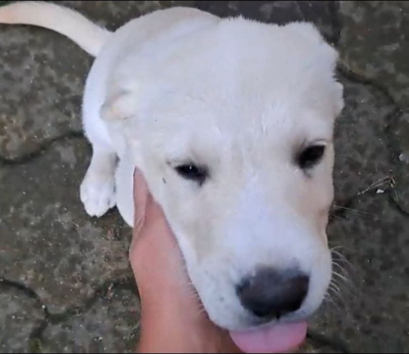 Pui de Labrador fetiță, 3 luni
