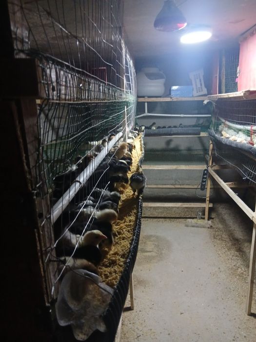 Бир хафталик юрт жужалари сотилади