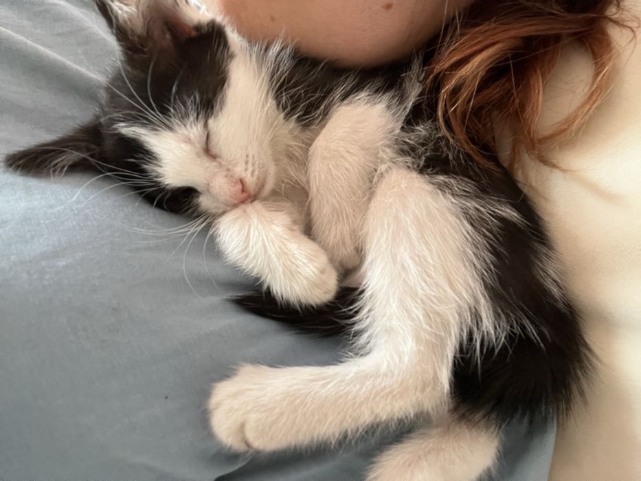 Котята в добрые руки, спокойные ласковые