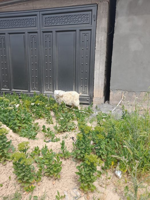 Echki 1ta ona bola. 1ta Ona echki