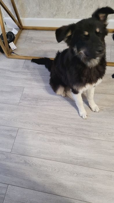 Собака в добрые руки.