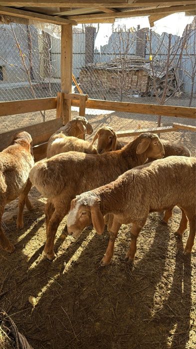 Арашан бараны баран