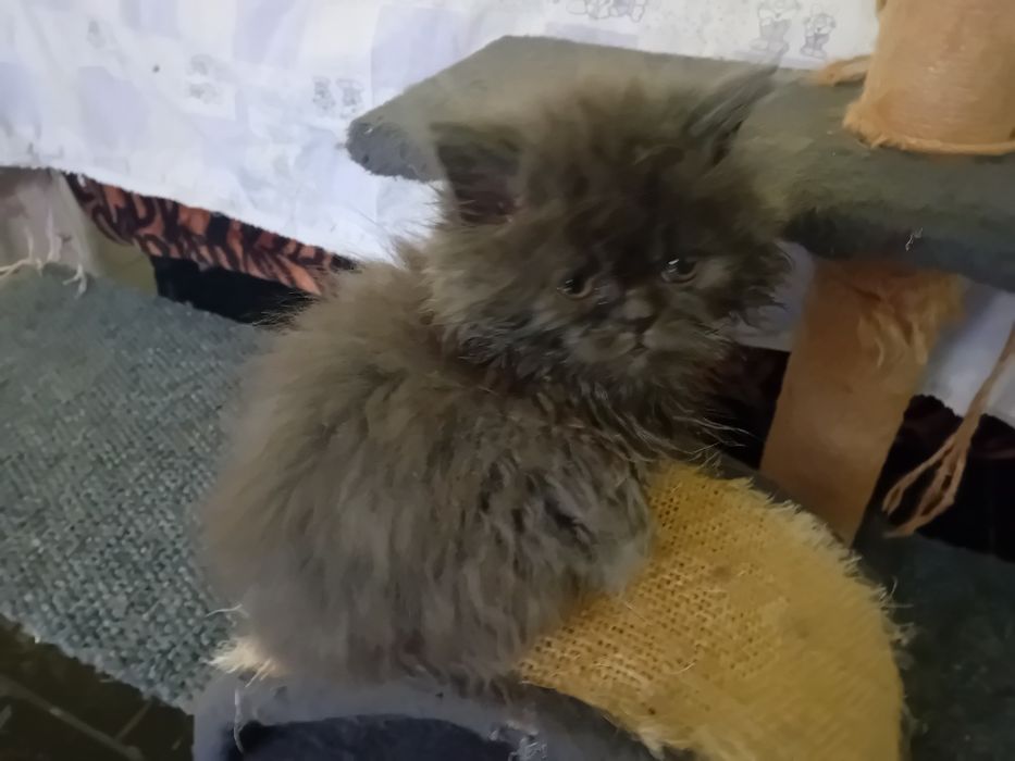 Персийски котки женски и мъжки