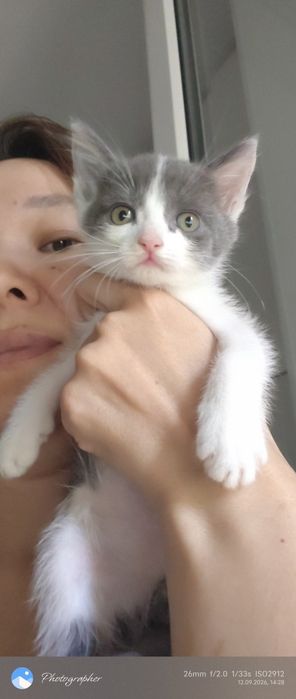 Девочка котенок возраст 1м