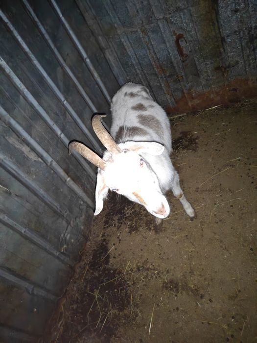 Ешкилер козы городе