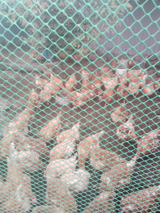 Продам куры ламан браун