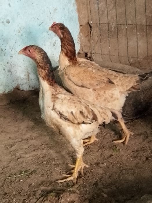 Турк саман хуроз ва товуклари сотилади