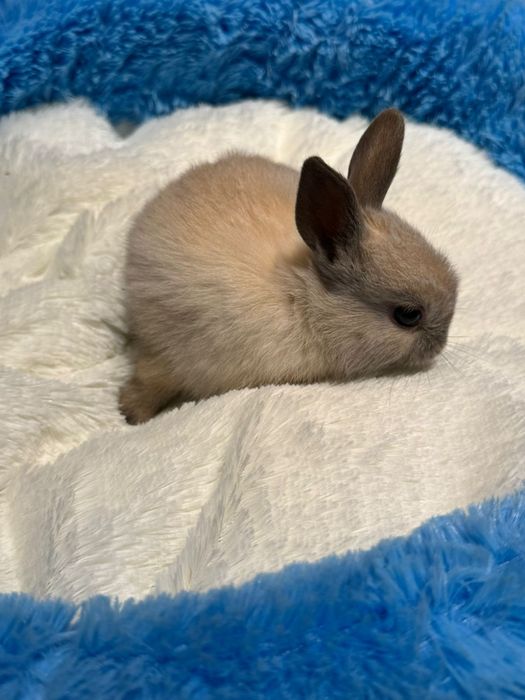 Декоративные кролики