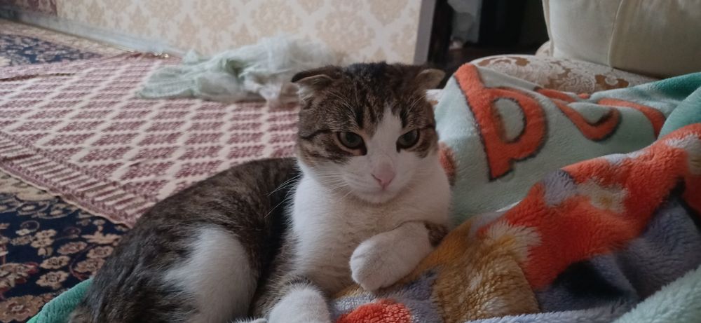 Пропал кот Томик