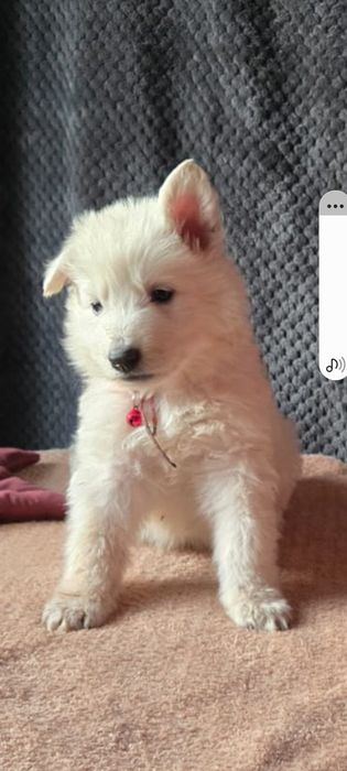 Щенки Белой Швейцарской Овчарки