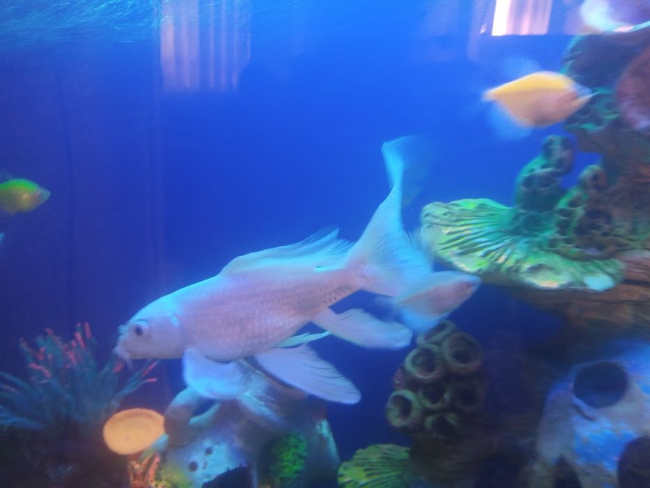 Katta oq KOI baliq sotiladi (urg‘ochi, uzun dumli, akvarium uchun)