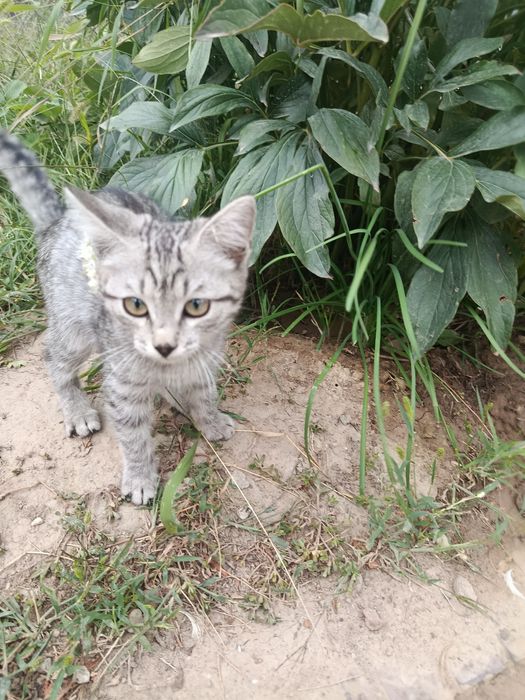 Отдам котенка в добрые руки