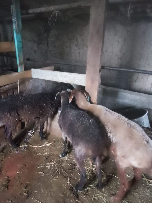 Продам откормленных баранов