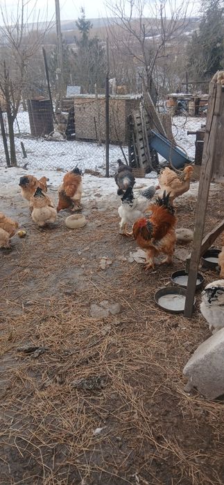 Ouă pentru incubat de la găini brahma