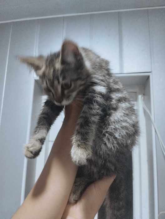Милая, ласковая кошечка тигрового окраса, помесь сибирской