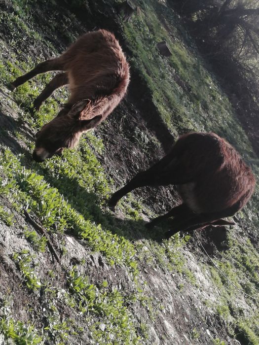 Ишак сатамын продам