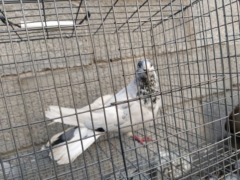 Пакистанец Голубь Самец.