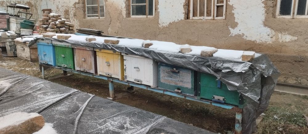 Asal ari oilasi telachkasi kamplekt