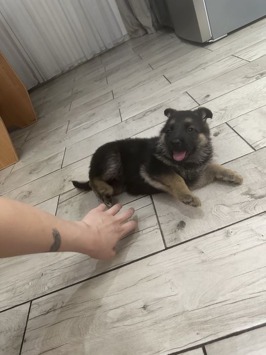 Продам щенка немецкой овчарки