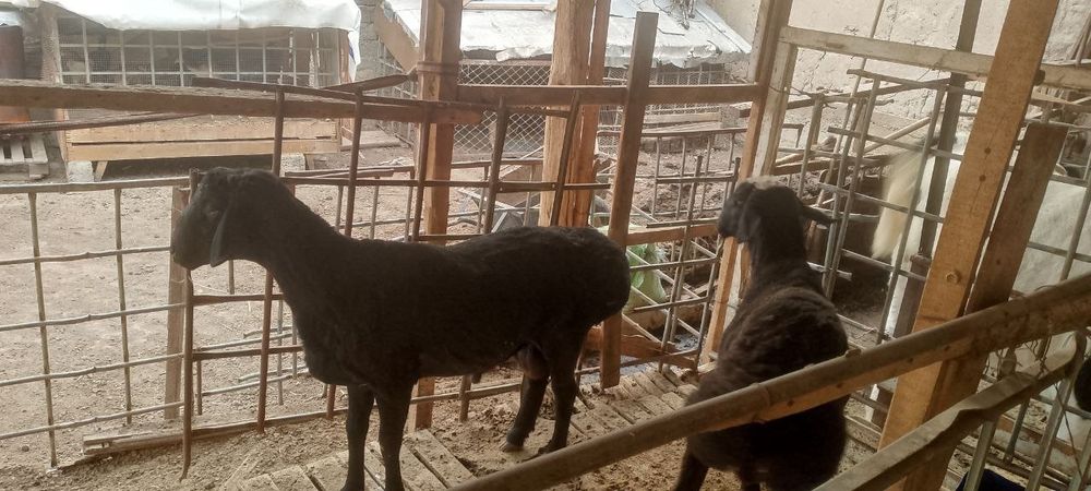 Qo'chqorla sotiladi 2 tasi 9 mln