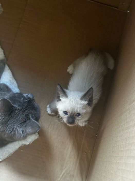 сиамская кошка пародистая цена 1 миллион