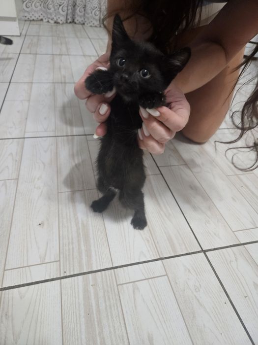 Отдам котят в надежные, добрые руки