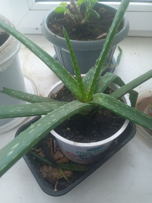 Продаю цветы недорого