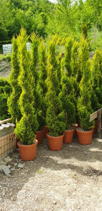 Arțar japonez Tuia smarald