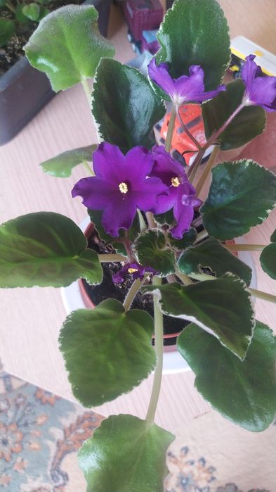 Продам цветы фиалки дикабрист