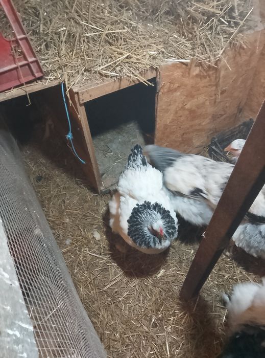 Brahma HD de vânzare