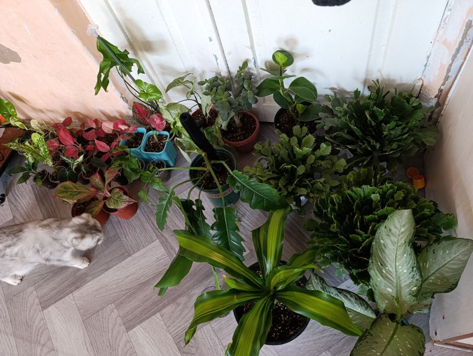 комнатные цветы Оптом