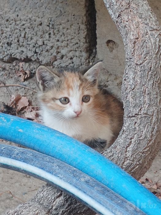 Пристраиваются котята .