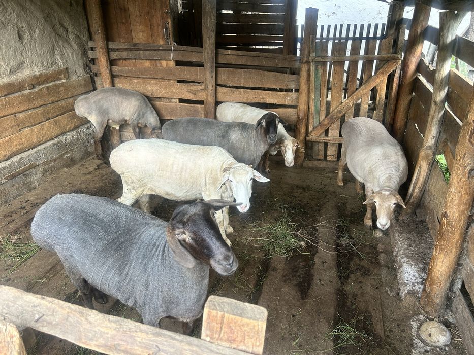 Продам овцематок