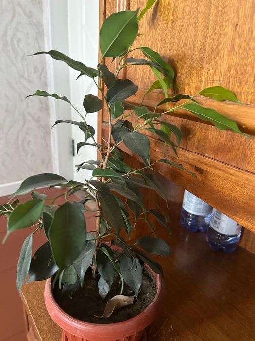 Комнатные растения разные