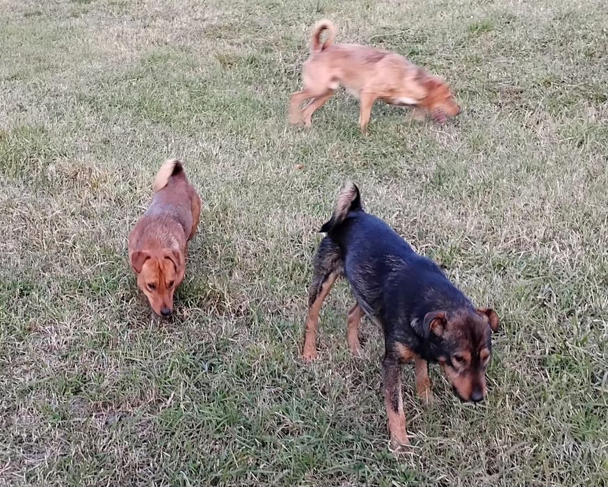 Donez câini Jack terrier